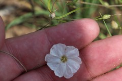 Stylisma pickeringii