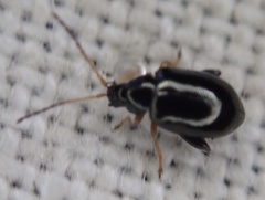 Aphthona