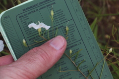 Stylisma pickeringii