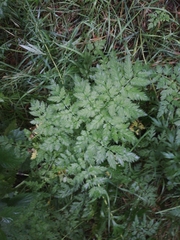 Anthriscus sylvestris