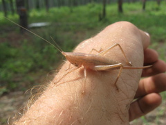 Belocephalus