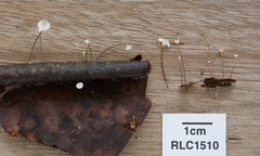 Gloiocephala