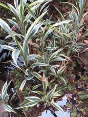 Dracaena sanderiana