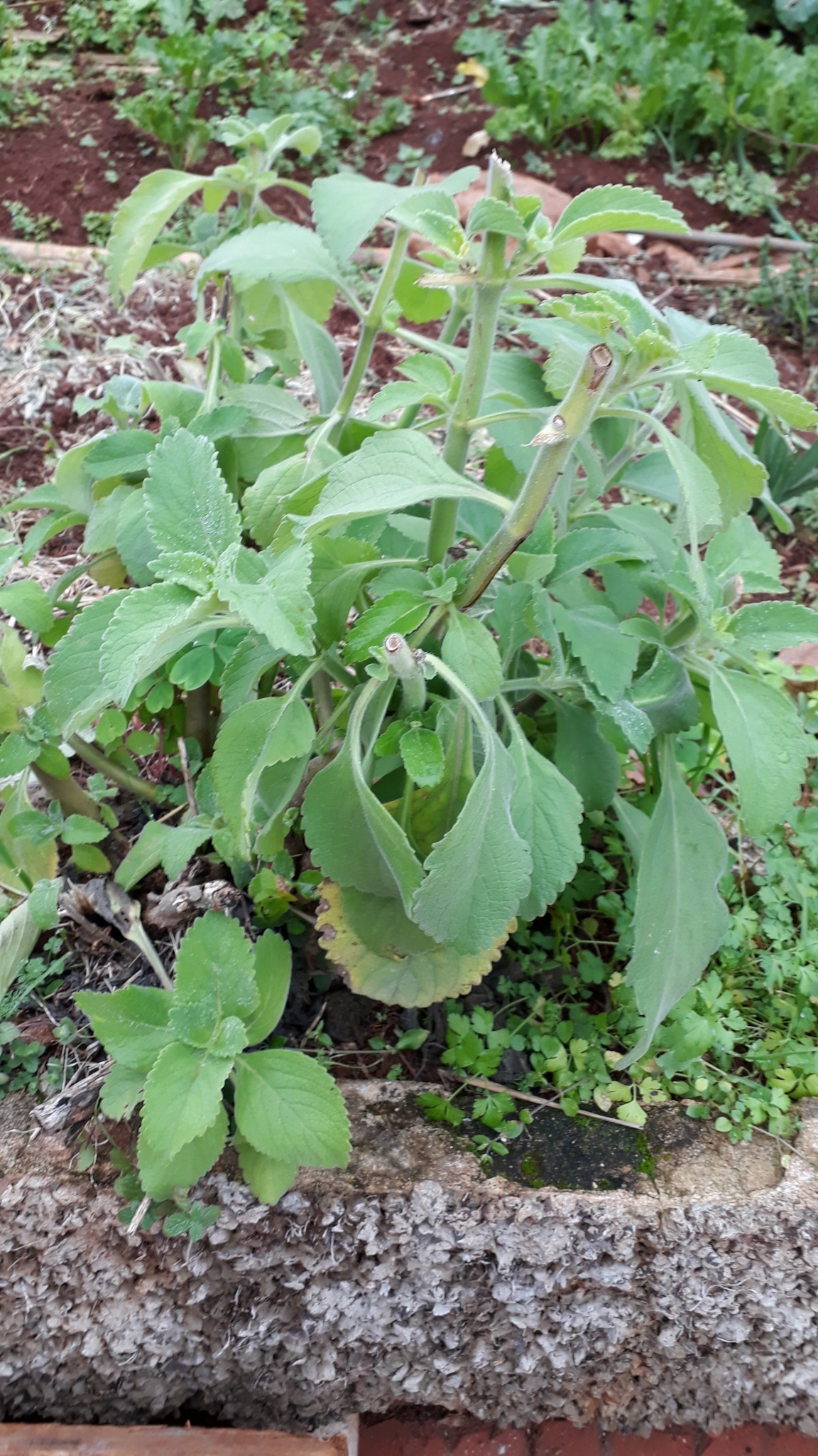Coleus barbatus