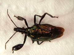 Heteroscelis servillei