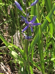 Camassia quamash