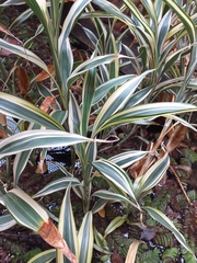 Dracaena sanderiana