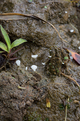 Cyphellostereum pusiolum