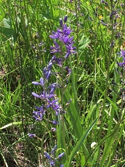 Camassia quamash