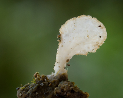 Cyphellostereum pusiolum