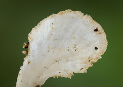 Cyphellostereum pusiolum