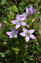 Gentianella germanica