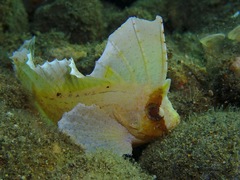 Ablabys macracanthus