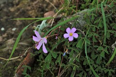 Oxalis gregaria