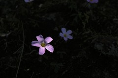 Oxalis gregaria