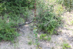 Penstemon murrayanus