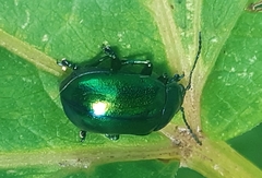Oreina gloriosa