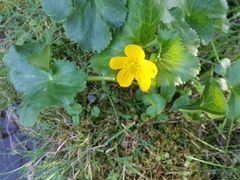 Caltha palustris