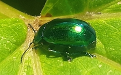 Oreina gloriosa
