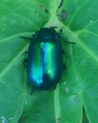 Oreina gloriosa