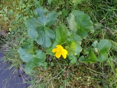 Caltha palustris