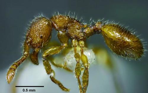 台湾切叶蚁Myrmecina taiwana
