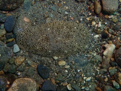 Pardachirus pavoninus