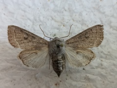 Orthosia gracilis