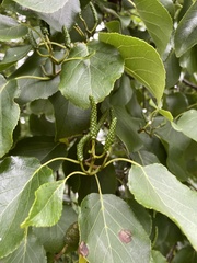Alnus rohlenae
