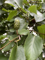 Alnus rohlenae