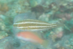 Chlorurus spilurus