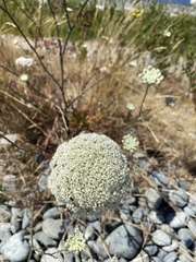 Daucus carota sativus