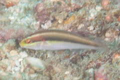 Stethojulis interrupta