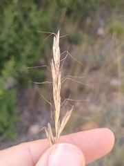 Helictochloa bromoides