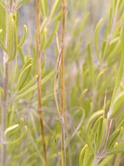 Helictochloa bromoides