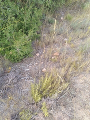 Helictochloa bromoides