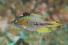 Oxycheilinus bimaculatus