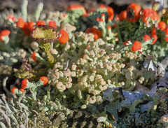 Cladonia botrytes