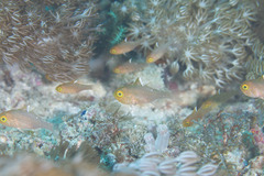 Ostorhinchus hoevenii