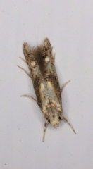 Blastodacna atra