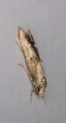 Blastodacna atra