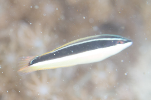 Blackstripe coris (Coris pictoides) — Labridae — 5