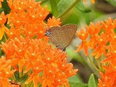 Satyrium edwardsii