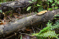 Thamnomyces chocoensis