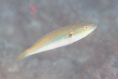 Stethojulis interrupta