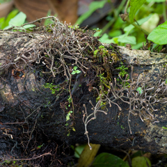 Thamnomyces chocoensis