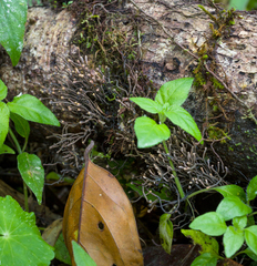 Thamnomyces chocoensis