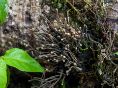 Thamnomyces chocoensis