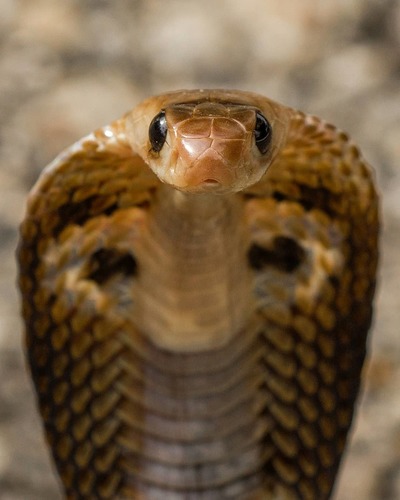 Indian Cobra