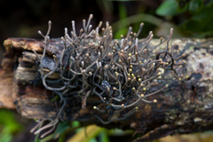 Thamnomyces chocoensis